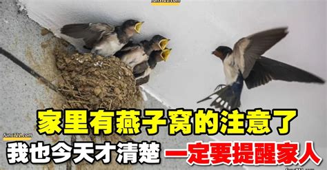 如何不讓燕子築巢|燕子來家裡築巢，預示著四件事，農民不要打也不要趕，好好呵護。